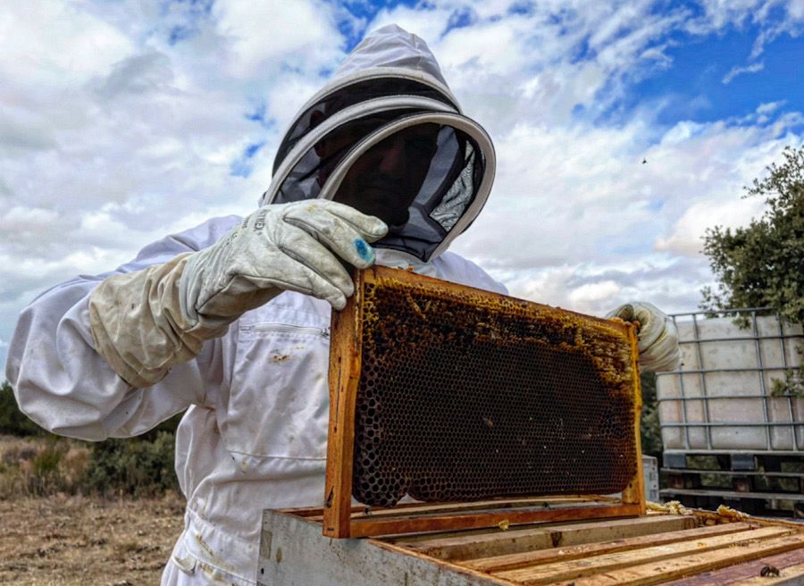 Se recoge la miel de la cosecha 2022 en Bosque de Matasnos…